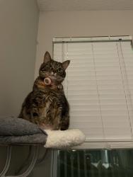 Lost Female Cat last seen Yellowstone, Lexington, KY 40517