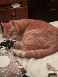 Lost Male Cat last seen Near McDonald Oak, San Antonio, TX 78223