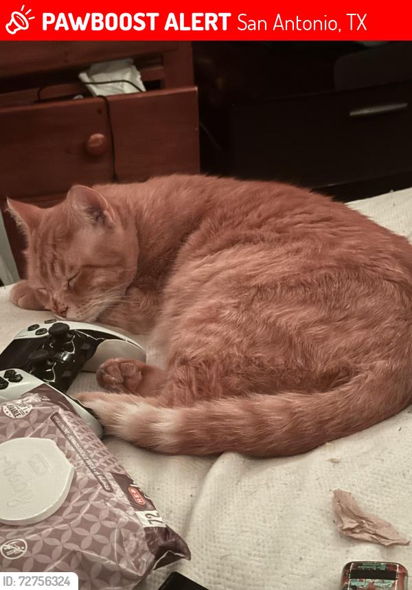Lost Male Cat last seen Near McDonald Oak, San Antonio, TX 78223