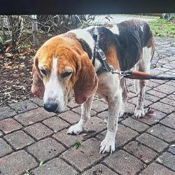 Found/Stray Male Dog last seen Palm Bay Rd and Tropicana, Palm Bay, FL 32905