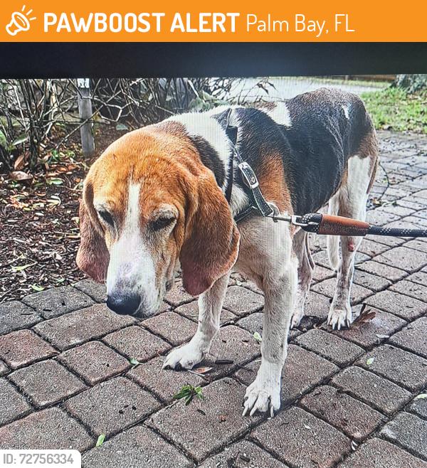 Found/Stray Male Dog last seen Palm Bay Rd and Tropicana, Palm Bay, FL 32905