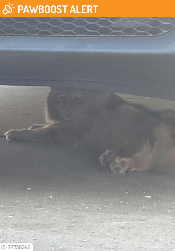 Found/Stray Unknown Cat last seen Yarcombe Road, Pencader Road, Chesterfield County, VA 23112