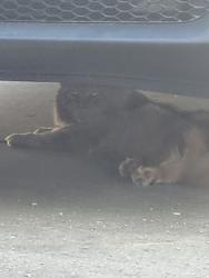 Found/Stray Unknown Cat last seen Yarcombe Road, Pencader Road, Chesterfield County, VA 23112