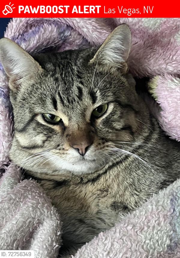 Lost Male Cat last seen Lamb and bonanza, Las Vegas, NV 89110