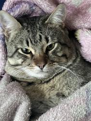 Lost Male Cat last seen Lamb and bonanza, Las Vegas, NV 89110