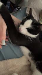 Lost Male Cat last seen Main street, Mechanicsburg, PA 17055