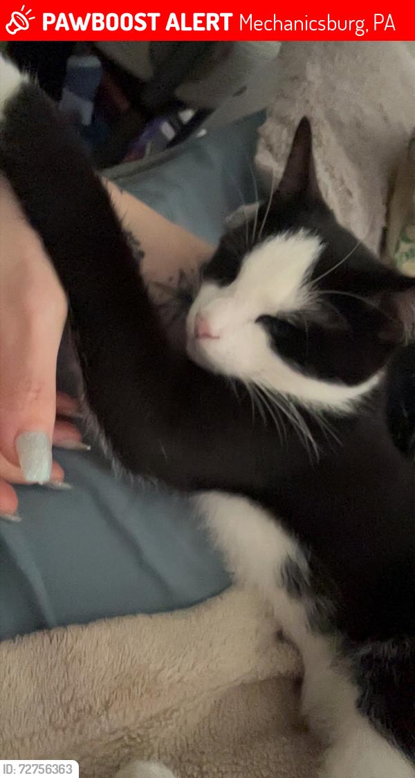 Lost Male Cat last seen Main street, Mechanicsburg, PA 17055
