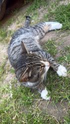 Found/Stray Unknown Cat last seen hampton, , England TW12