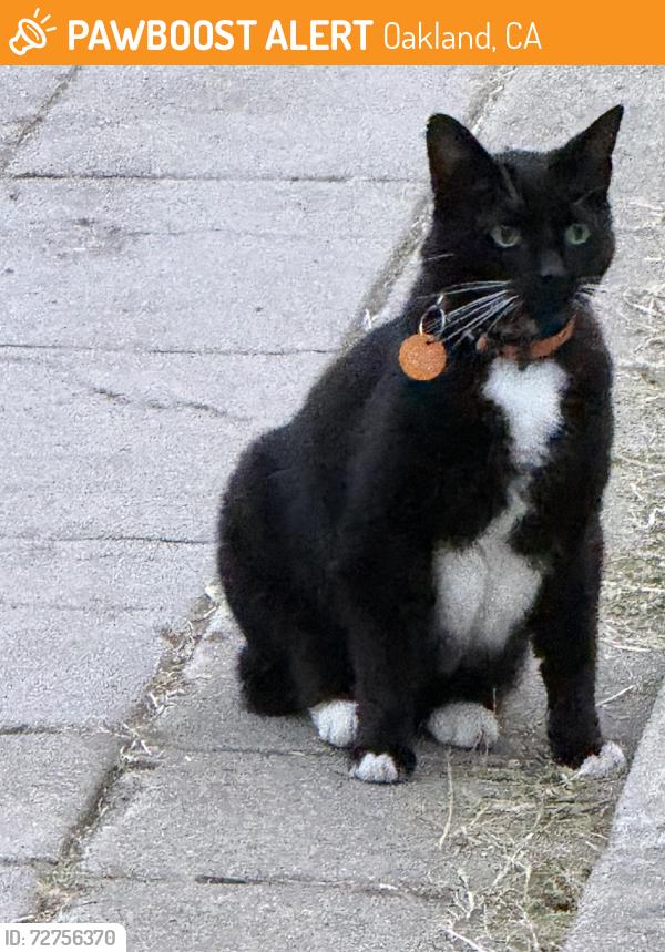 Found/Stray Female Cat last seen At the middle section staircase of Morton Rose Gardne by the water feature, Oakland, CA 94610