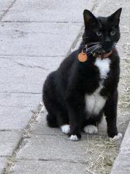Found/Stray Female Cat last seen Middle section staircase near water feature in Morton Rose Garden, Oakland, CA 94610