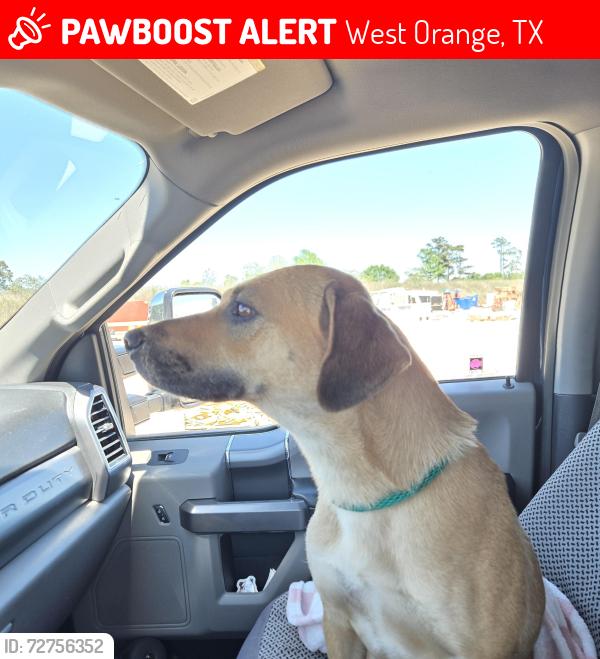 Lost Female Dog last seen Porky's 536 TX-87, West Orange, TX 77630, West Orange, TX 77630