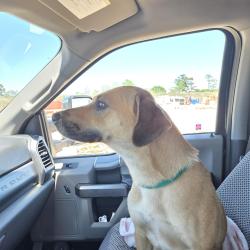 Lost Female Dog last seen Porky's 536 TX-87, West Orange, TX 77630, West Orange, TX 77630