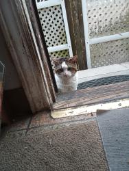 Found/Stray Male Cat last seen Laura ave, Nutley, NJ 07110