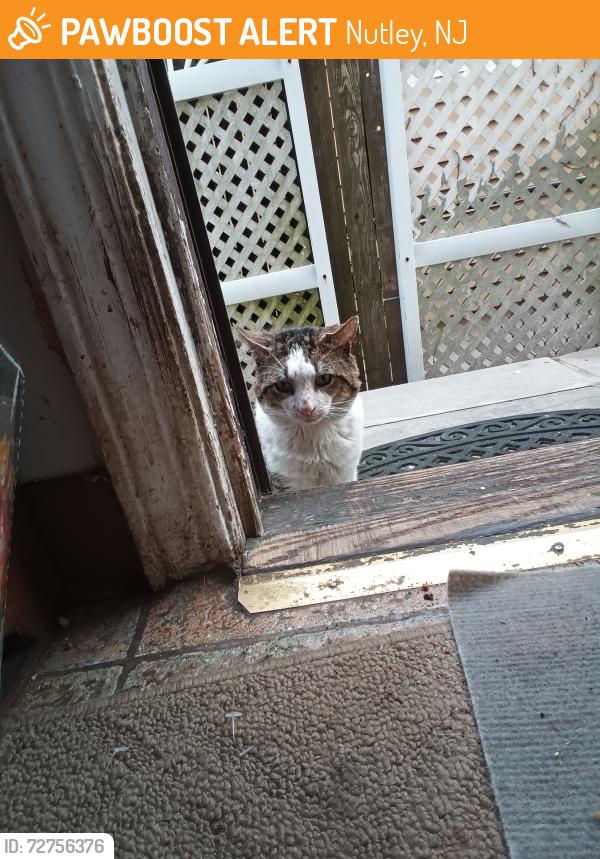 Found/Stray Male Cat last seen Laura ave, Nutley, NJ 07110