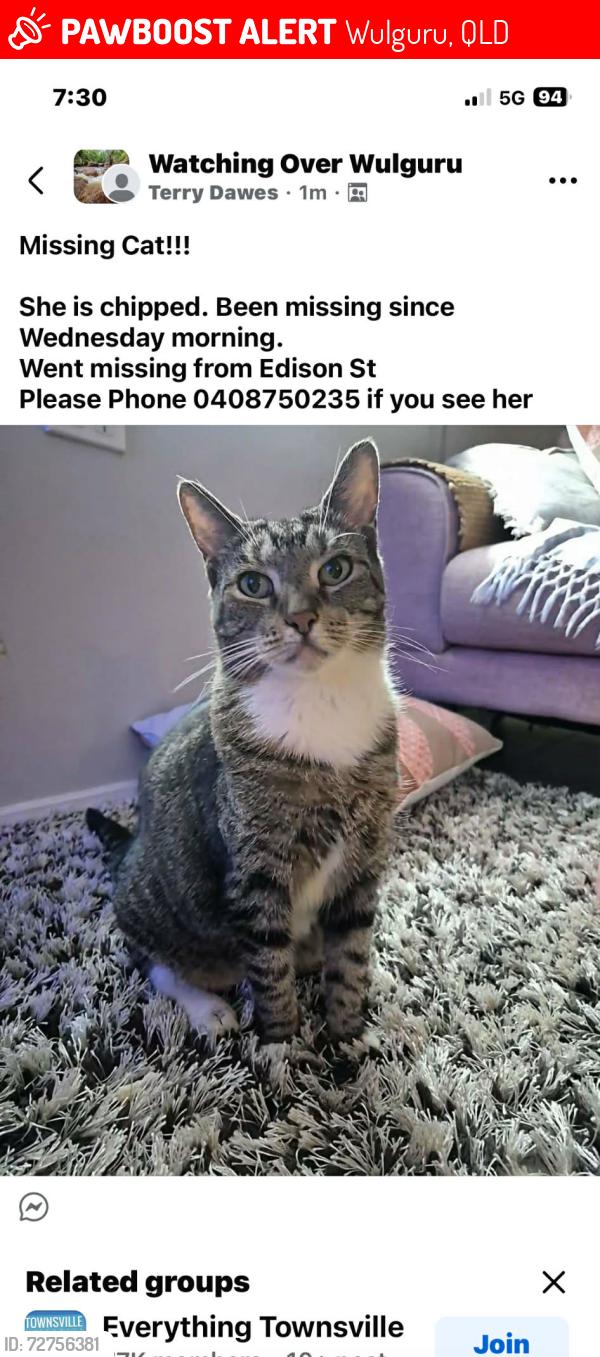 Lost Female Cat last seen White underneath and under chin, Wulguru, QLD 4811