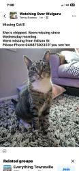 Lost Female Cat last seen White underneath and under chin, Wulguru, QLD 4811