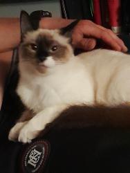 Reunited Female Cat last seen Coliseum and Labrea, Los Angeles, CA 90016