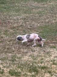 Found/Stray Unknown Dog last seen State street near Tom & Sue’s Auto Body & Collision, Mertztown, PA 19539