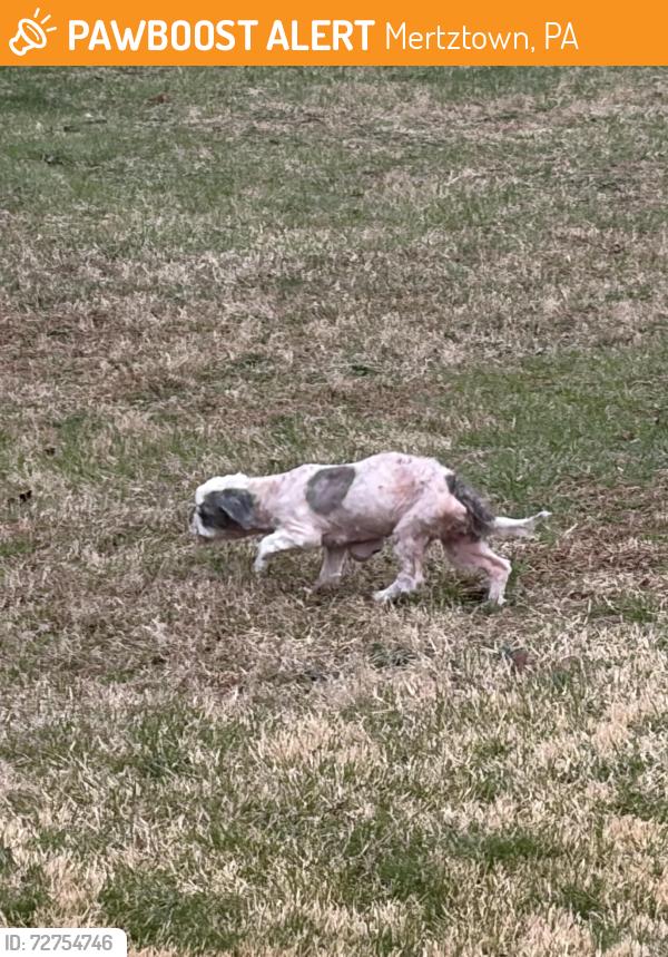 Found/Stray Unknown Dog last seen State street near Tom & Sue’s Auto Body & Collision, Mertztown, PA 19539