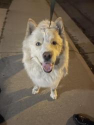 Found/Stray Male Dog last seen Riverdale, Denver, CO 80229