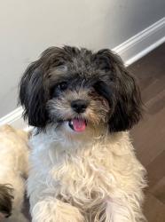 Lost Female Dog last seen Unsure, Baltimore, MD 21213
