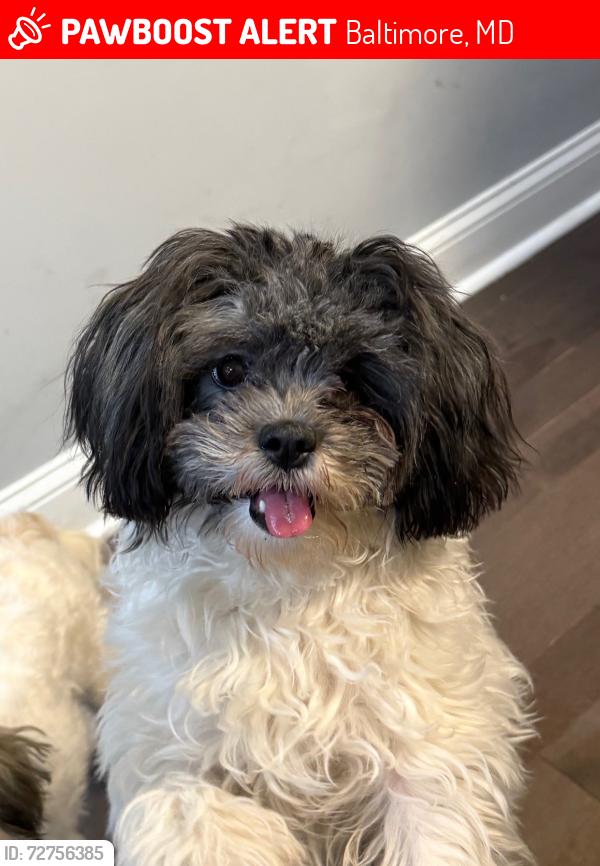 Lost Female Dog last seen Unsure, Baltimore, MD 21213