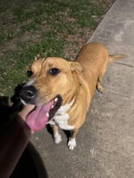 Found/Stray Male Dog last seen Silver crown, San Antonio, TX 78254