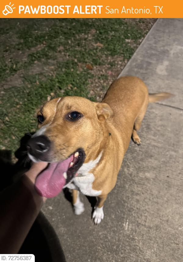 Found/Stray Male Dog last seen Silver crown, San Antonio, TX 78254