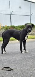 Lost Female Dog last seen Loves , Big Spring, TX 79720