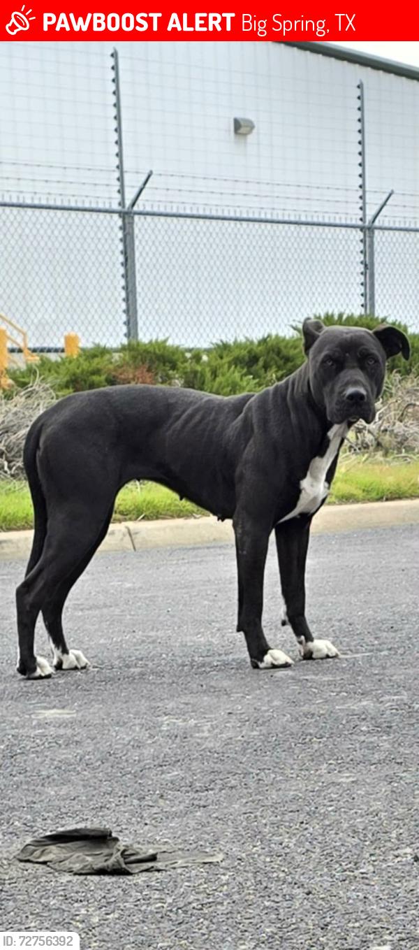 Lost Female Dog last seen Loves , Big Spring, TX 79720