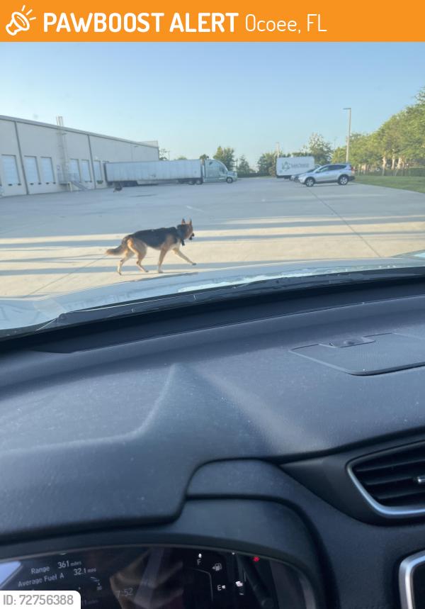 Found/Stray Unknown Dog last seen Maguire and plant street, Ocoee, FL 34761
