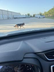 Found/Stray Unknown Dog last seen Maguire and plant street, Ocoee, FL 34761