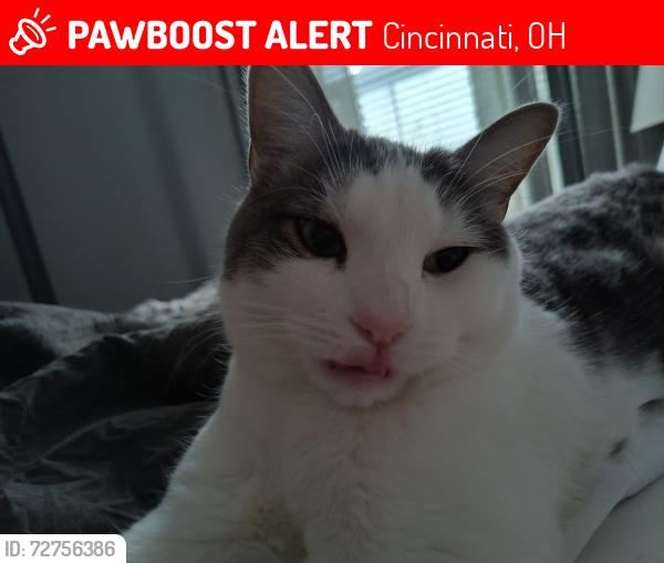 Lost Male Cat last seen Brooke and Salen/Sherman, Cincinnati, OH 45230
