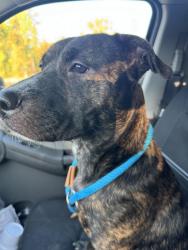 Found/Stray Female Dog last seen Edge at Concord apmts, Concord, NC 28027