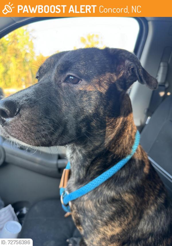 Found/Stray Female Dog last seen Edge at Concord apmts, Concord, NC 28027