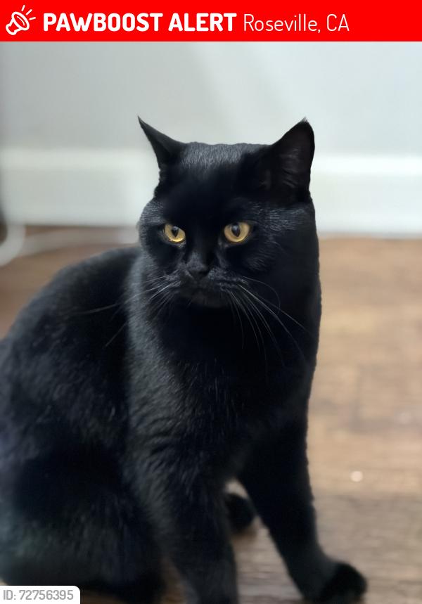Lost Male Cat last seen Silver feather wy, Roseville, CA 95747
