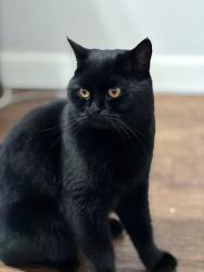 Lost Male Cat last seen Silver feather wy, Roseville, CA 95747