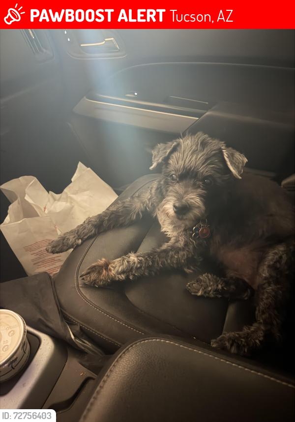 Lost Male Dog last seen Golf links and kolb , Tucson, AZ 85730