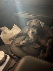 Lost Male Dog last seen Golf links and kolb , Tucson, AZ 85730