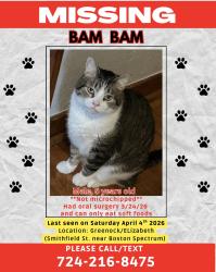 Lost Male Cat last seen Near Smithfield St., McKeesport, PA 15135, McKeesport, PA 15135
