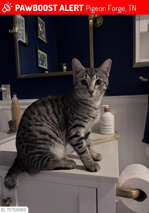 Lost Female Cat last seen Wilhite Road and Spurgeon Hollow, English Mountain, Pigeon Forge, TN 37876