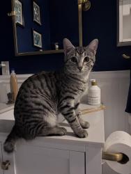 Lost Female Cat last seen Wilhite Road and Spurgeon Hollow, English Mountain, Pigeon Forge, TN 37876