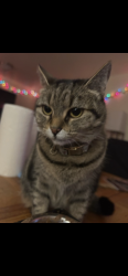 Lost Female Cat last seen B court, Albacore Circle, Bangor Base, Silverdale, WA 98315