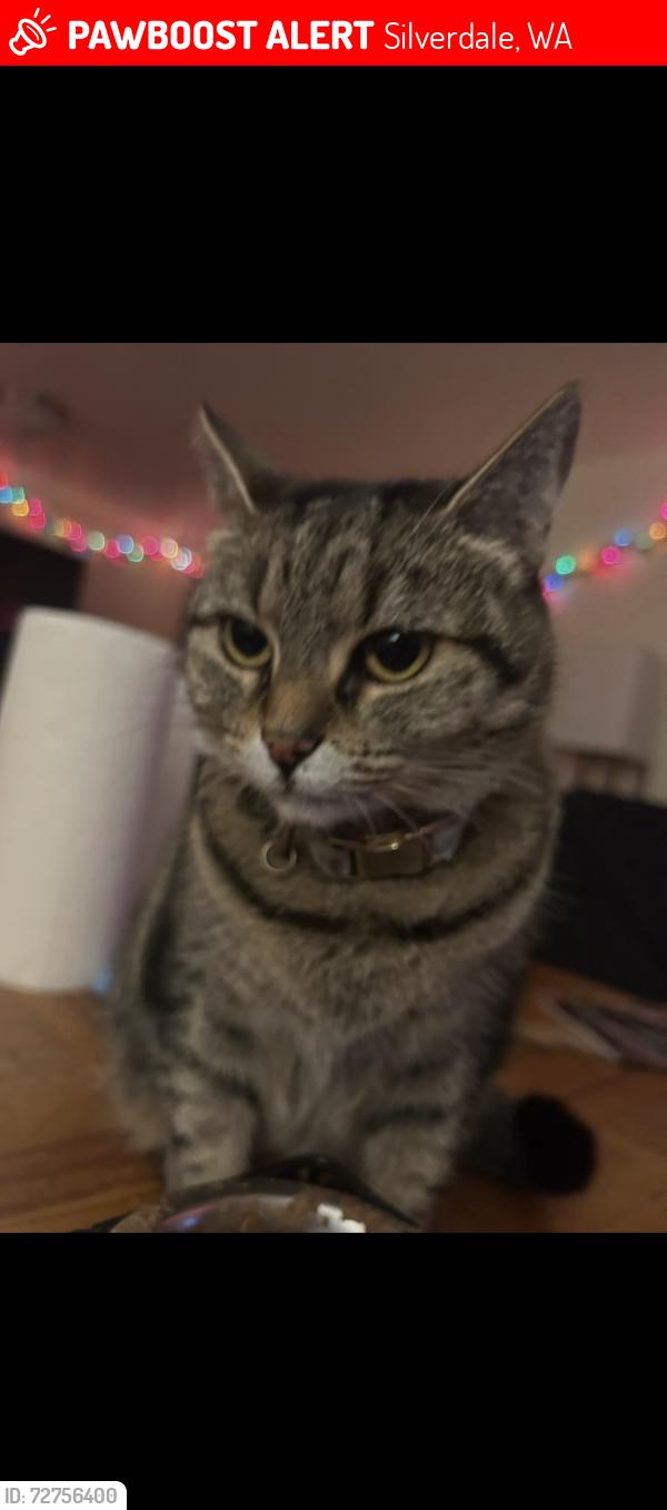 Lost Female Cat last seen B court, Albacore Circle, Bangor Base, Silverdale, WA 98315