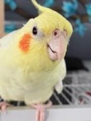 Lost Female Bird last seen Mapletree Road, Toms River, NJ 08753