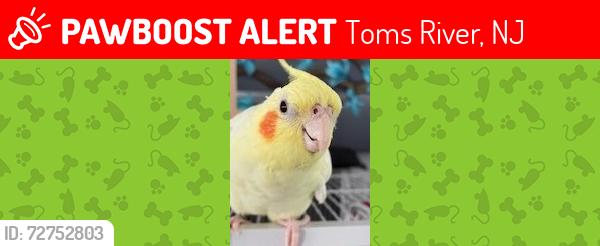Lost Female Bird last seen Mapletree Road, Toms River, NJ 08753