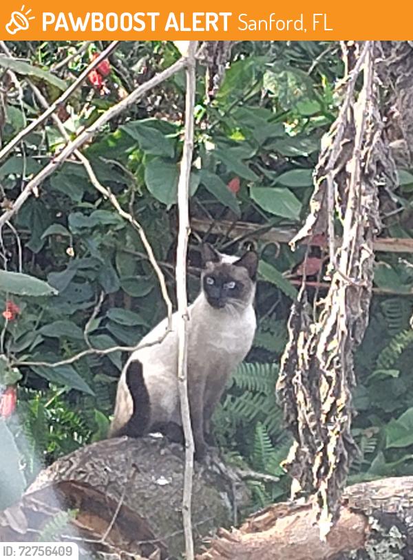 Found/Stray Male Cat last seen 25th St, Sanford, FL 32773