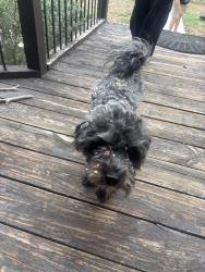 Lost Male Dog last seen Whispering winds neighborhood, San Antonio, TX 78264