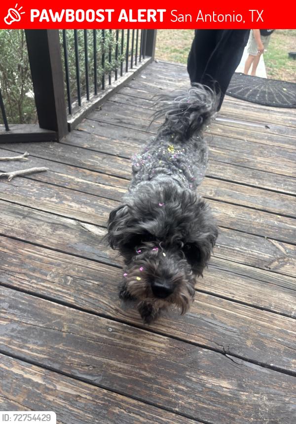 Lost Male Dog last seen Whispering winds neighborhood, San Antonio, TX 78264
