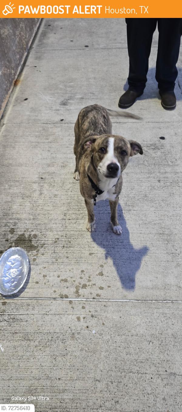 Found/Stray Female Dog last seen I45 and airtex, Houston, TX 77090